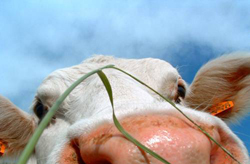 Не доводи корову до печали