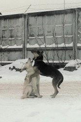 Репортаж: Идёт охота на дворняг...