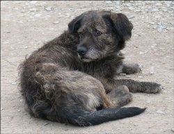 Репортаж: Идёт охота на дворняг...