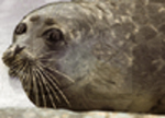 Тюлень исчезнет из-за недоедания?