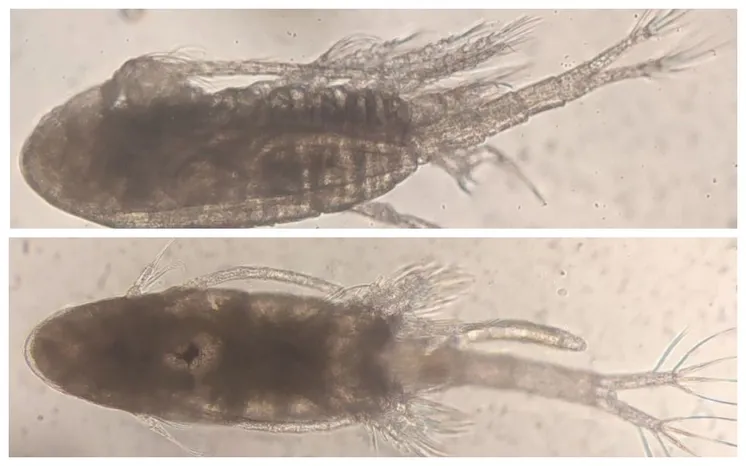 фото Волжско-Каспийского филиала Всероссийского НИИ рыбного хозяйства и океанографии
