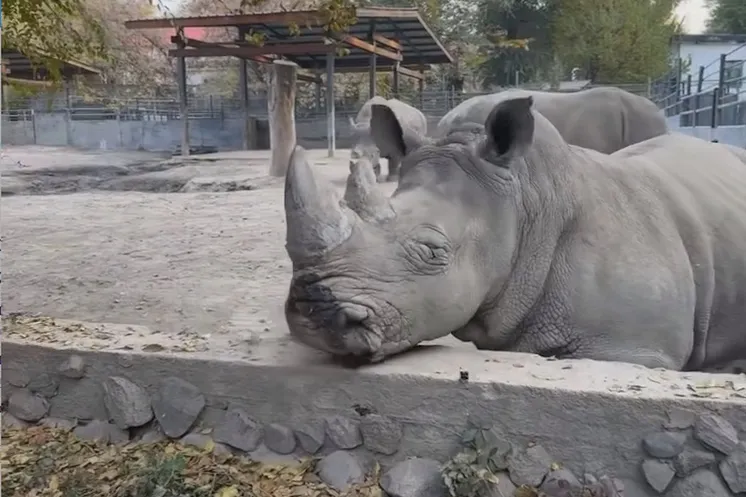 скриншот видео