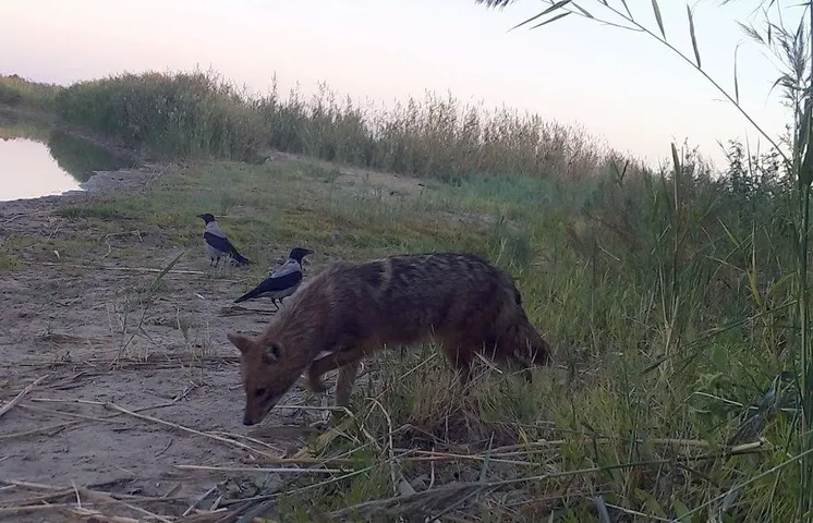 шакал в резервате "Акжайык", фото пресс-службы ГПР