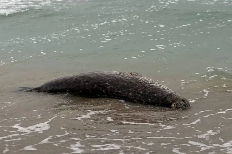 фото очевидца