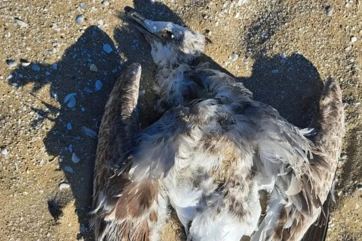 Фото: Мангистауская областная территориальная инспекция лесного хозяйства и животного мира