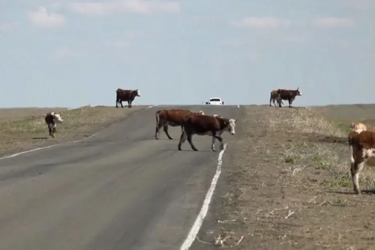 иллюстративное фото