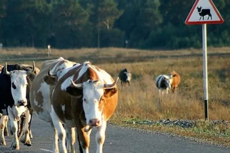 Иллюстративное фото