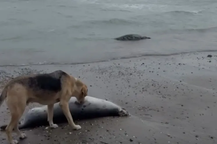 стоп-кадр с видео