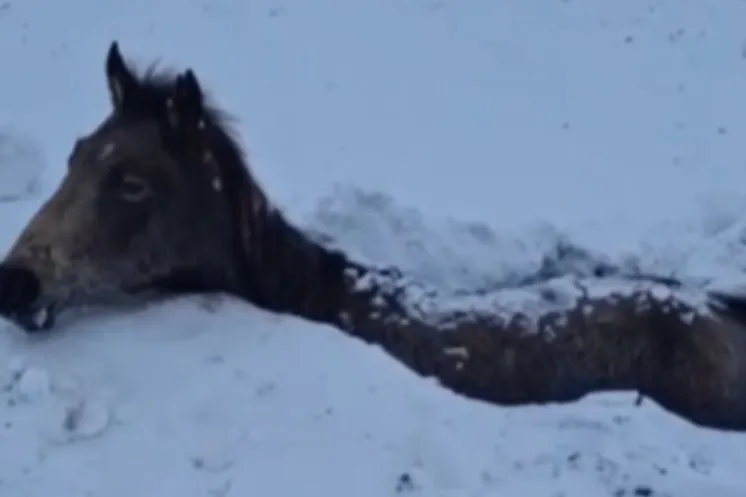 стоп-кадр с видео