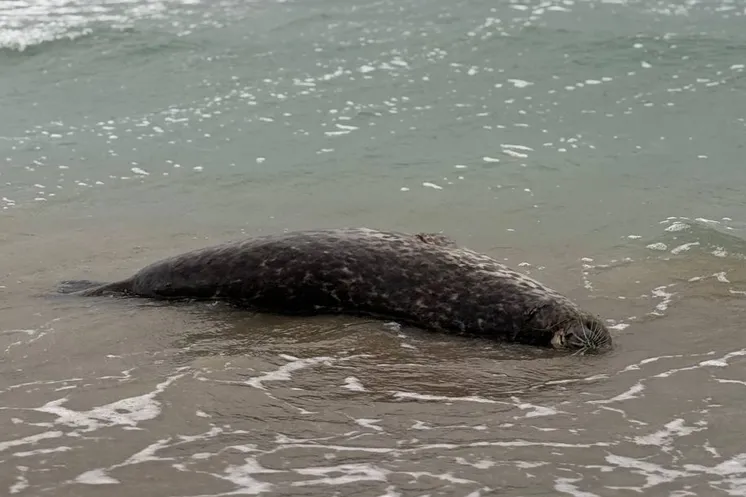 жительница Актау обнаружила на побережье мёртвых тюленей