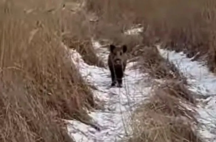 Видеодан стоп-кадр Видеодан стоп-кадр