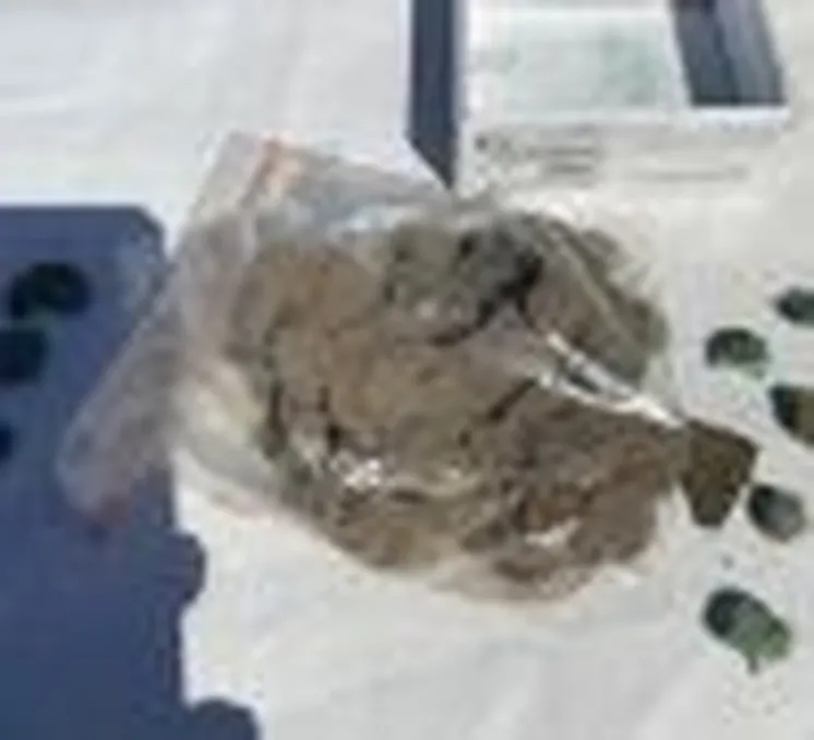 Клад в Сарайшыке, 2022 г. 